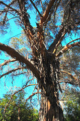 Eucalytus at Gavilan College