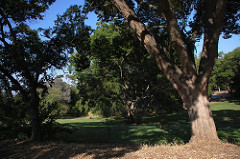 oak tree at gavilan college