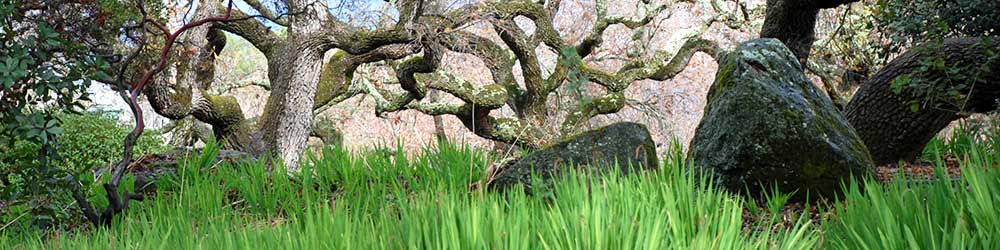 Picture of big rocks and low growing oak trees with tall green grass