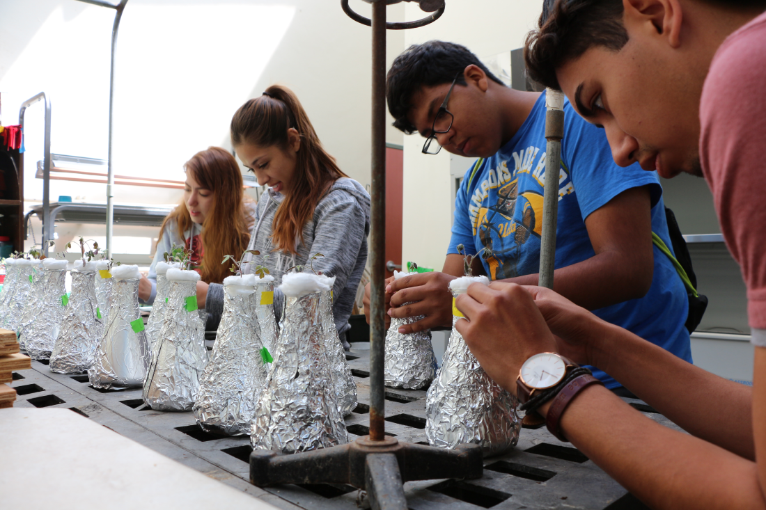 Students observe tomato experiment