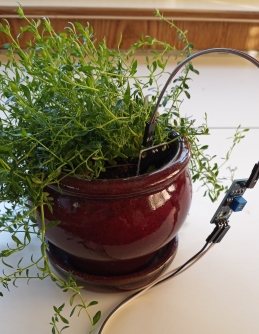 An image of a plant with sensors monitoring temperature