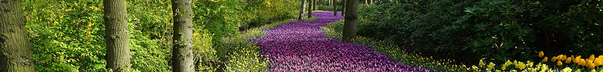 Spring Path with flowers